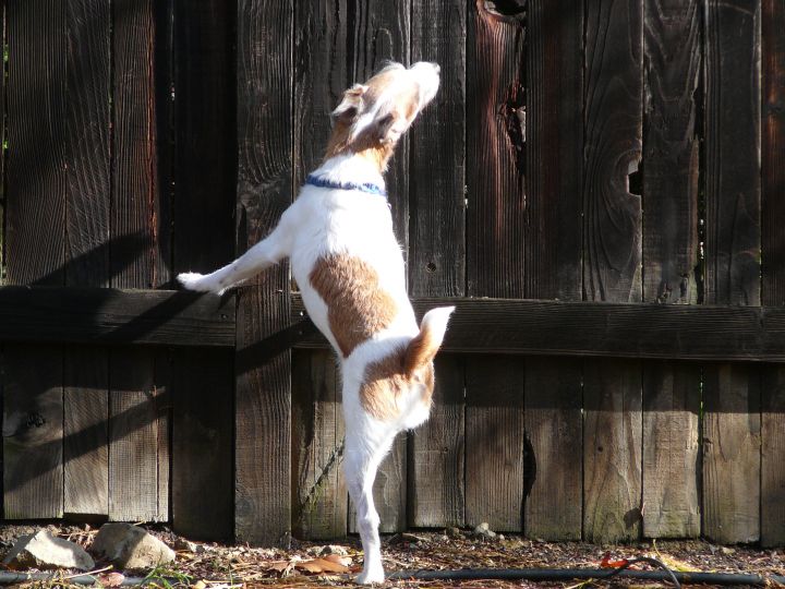 Three legged Jack Russell Rizzo